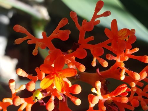 Jatropha podagrica