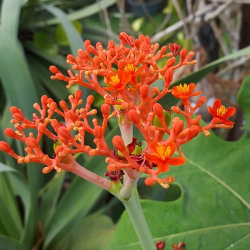 Jatropha podagrica