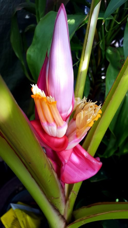 Musa velutina