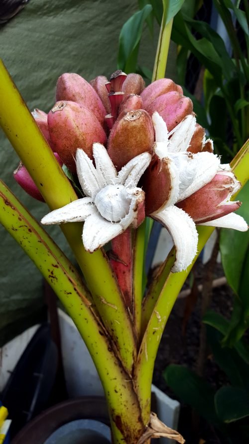 Musa velutina (ripe fruit)