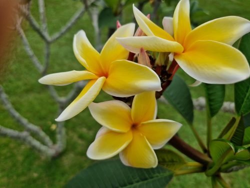 Plumeria rubra