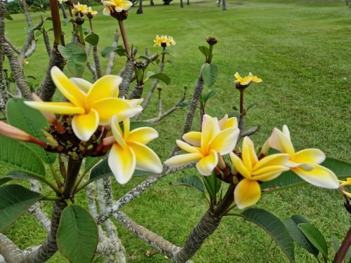 Plumeria rubra