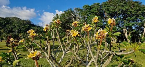 Plumeria rubra