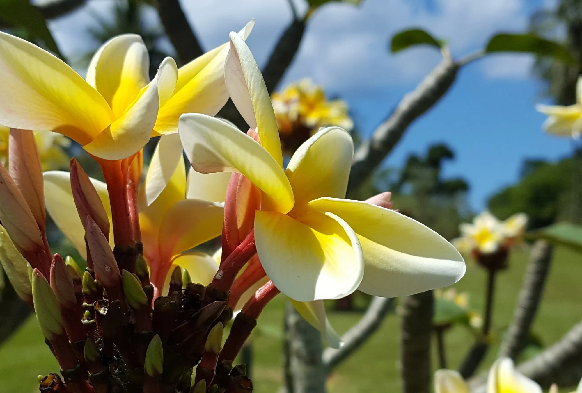 Plumeria rubra