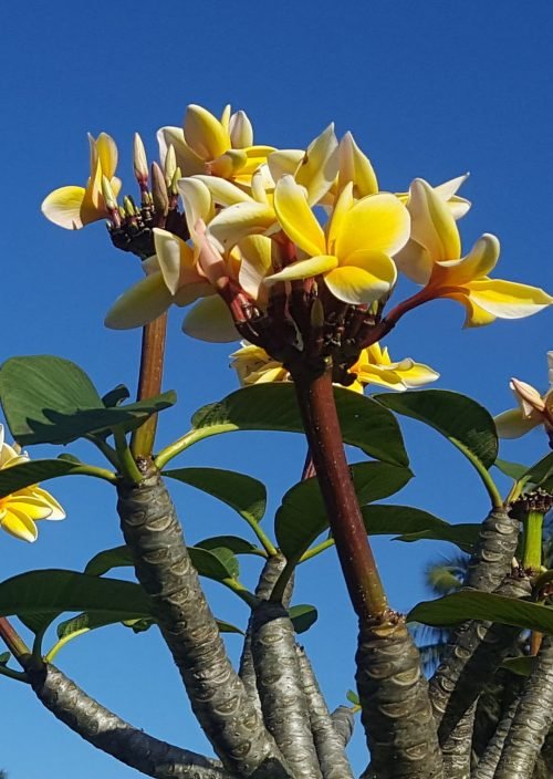 Plumeria rubra