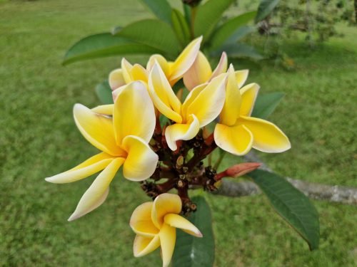 Plumeria rubra