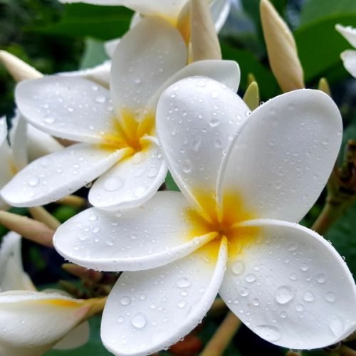 Plumeria rubra blc