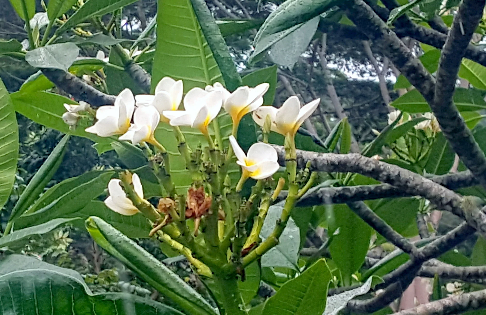 Plumeria rubra blc