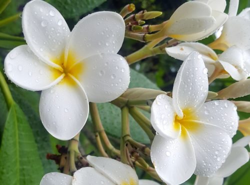 Plumeria rubra blc