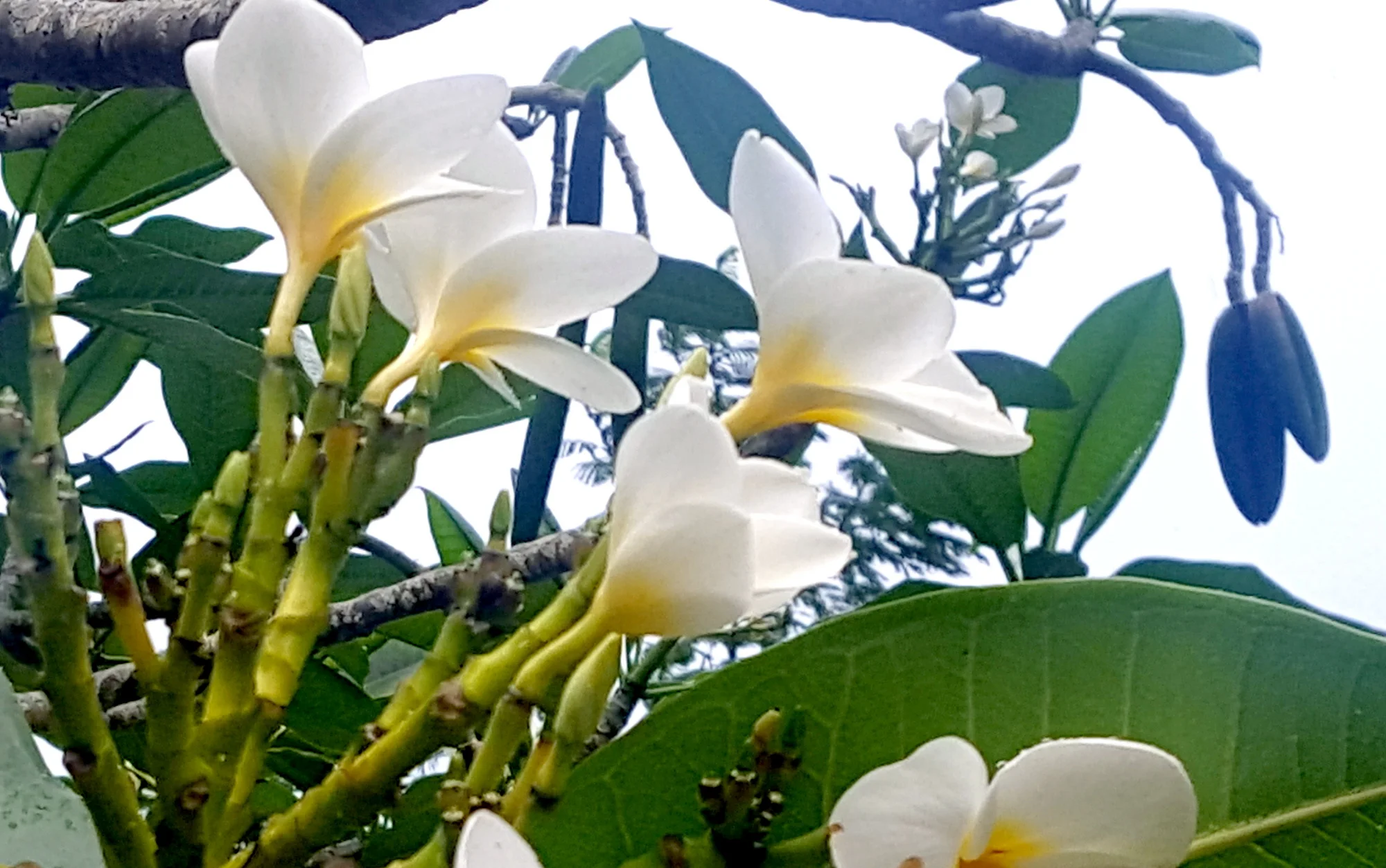 Plumeria rubra blc