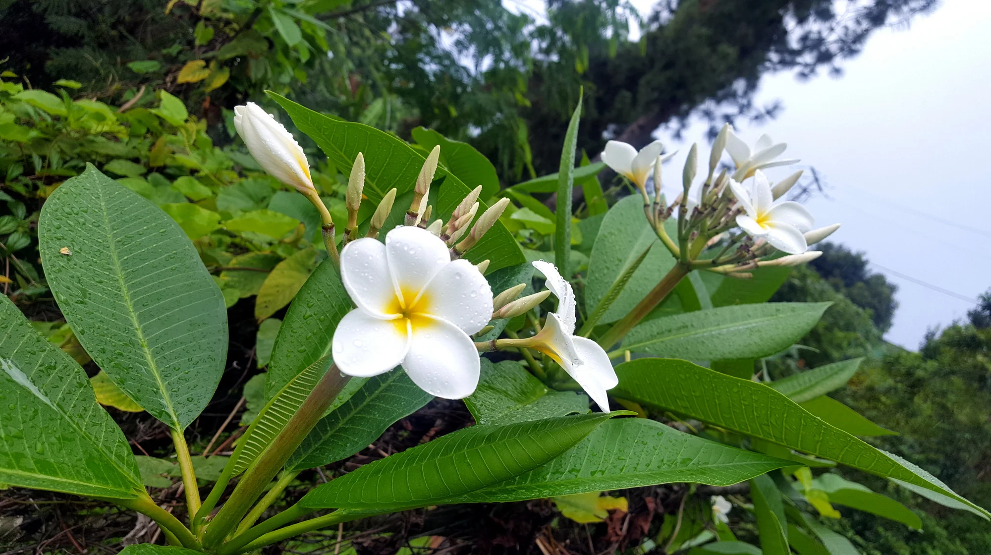 Plumeria rubra blc