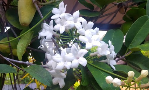 Stephanotis floribunda