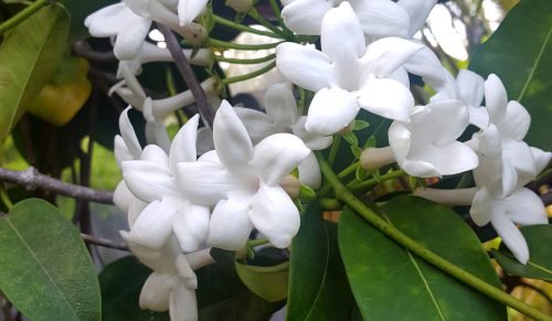 Stephanotis floribunda