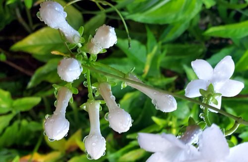 Stephanotis floribunda