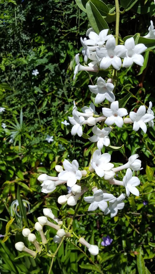 Stephanotis floribunda