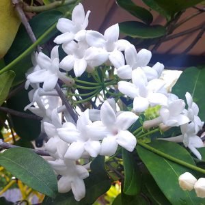 Stephanotis floribunda