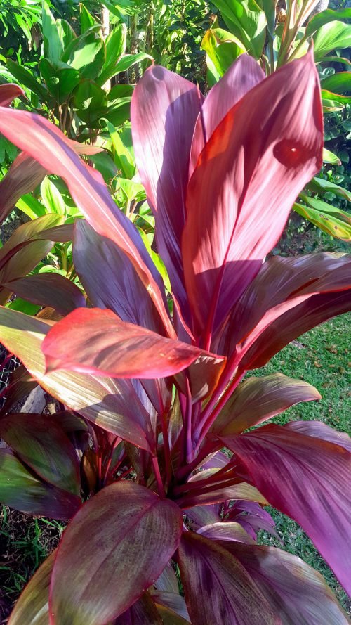 Cordyline rubra