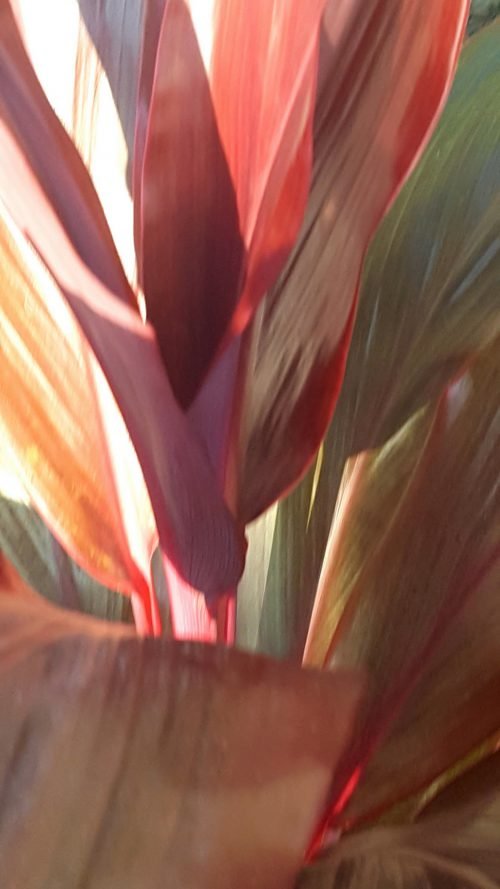 Cordyline rubra
