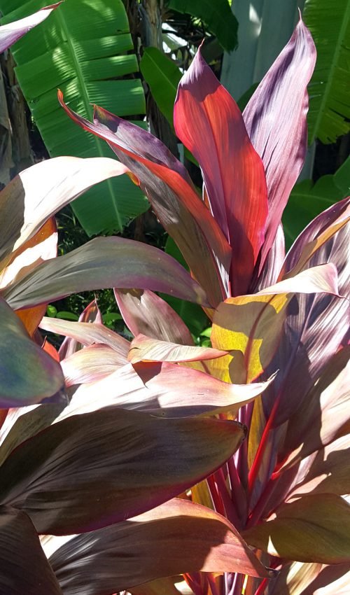 Cordyline rubra