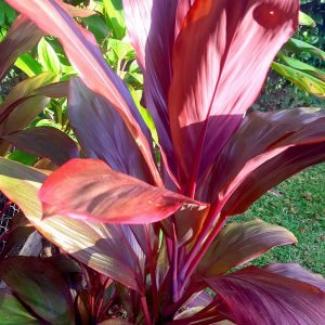 Cordyline rubra