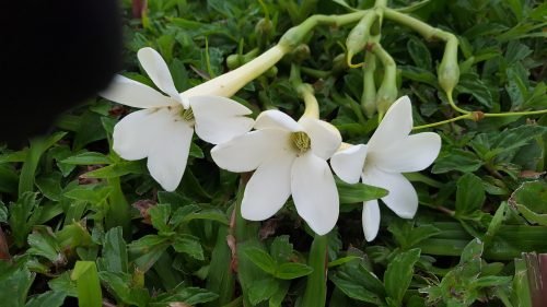 Fagraea berteroana