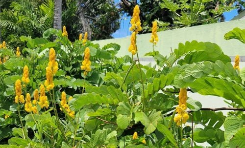 Cassia alata