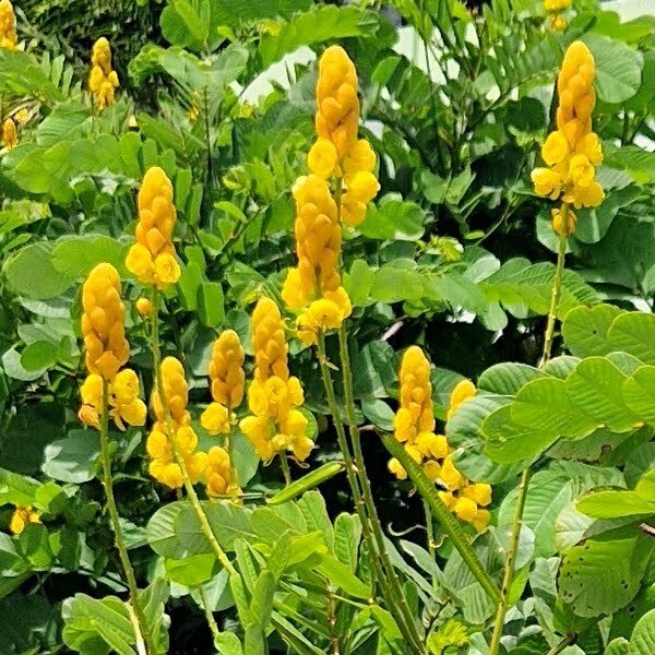 Cassia Alata Dartrier Candlestick Cassia 11 Grainesseeds 