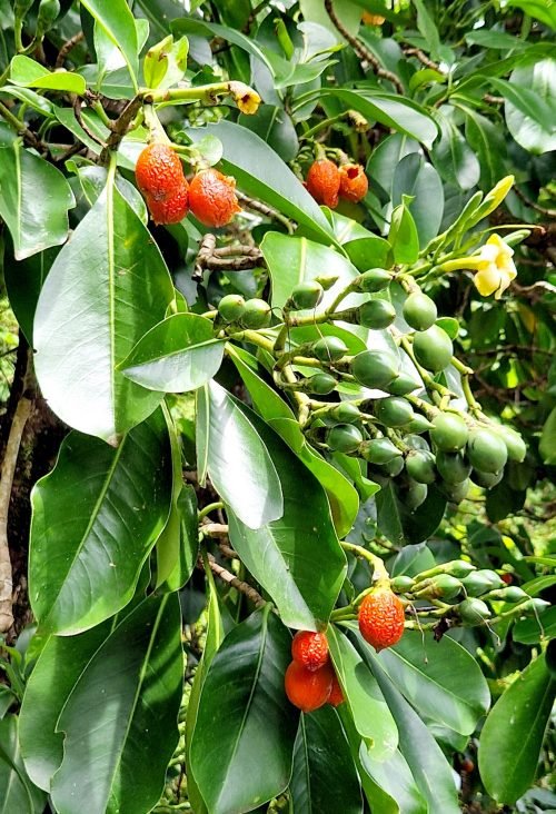 Fagraea berteroana (fruits)