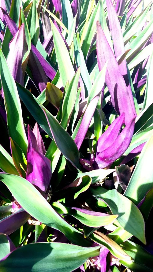 Tradescantia spathacea