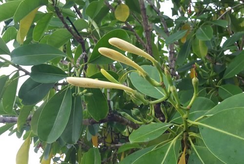 Fagraea berteroana