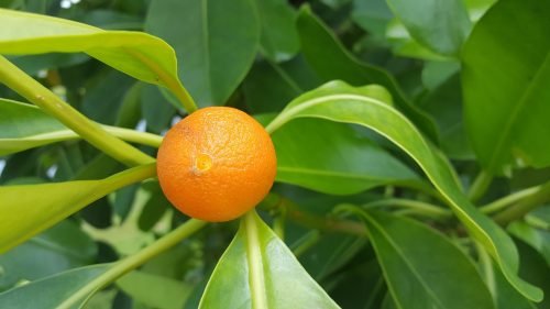 Fagraea berteroana (fruit)