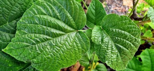 Clerodendrum speciosissimum