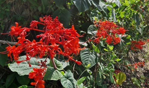 Clerodendrum speciosissimum