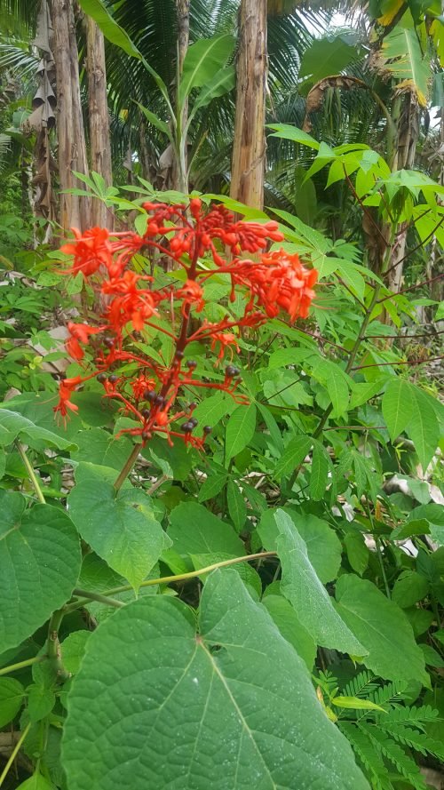 Clerodendrum speciosissimum