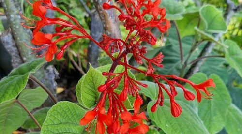 Clerodendrum speciosissimum