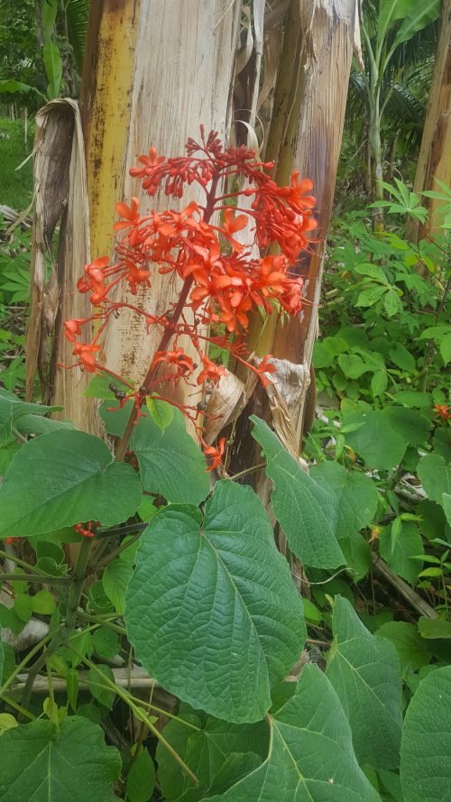 Clerodendrum speciosissimum