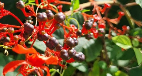 Clerodendrum speciosissimum