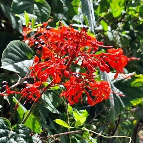 Clerodendrum speciosissimum