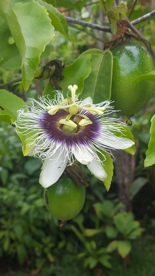 Passiflora edulis