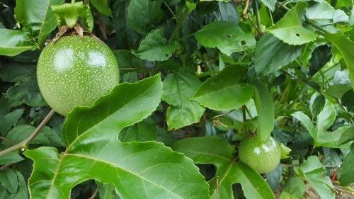 Passiflora edulis