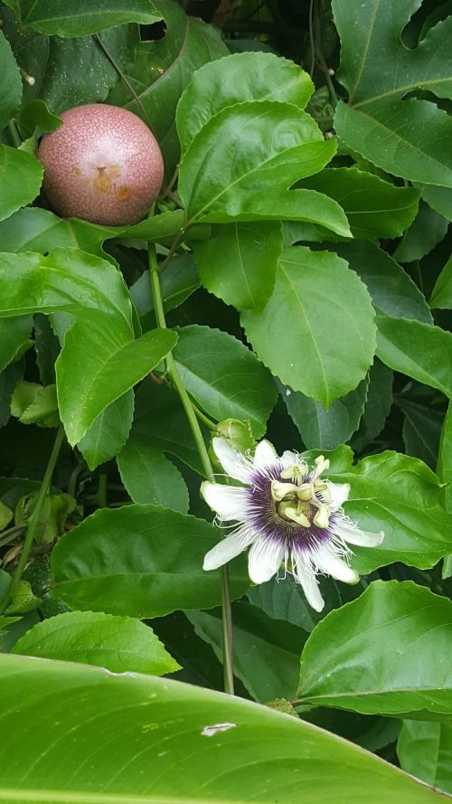 Passiflora edulis