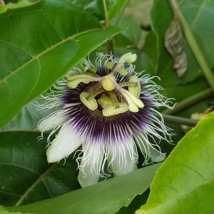 Passiflora edulis