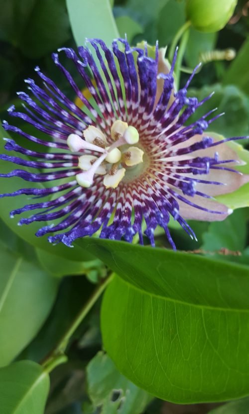 Passiflora maliformis