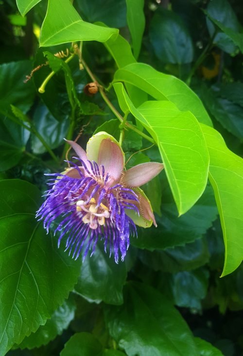 Passiflora maliformis