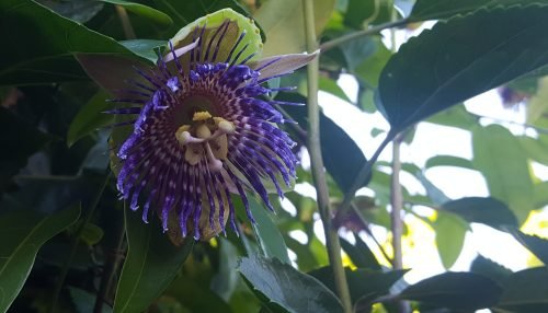 Passiflora maliformis