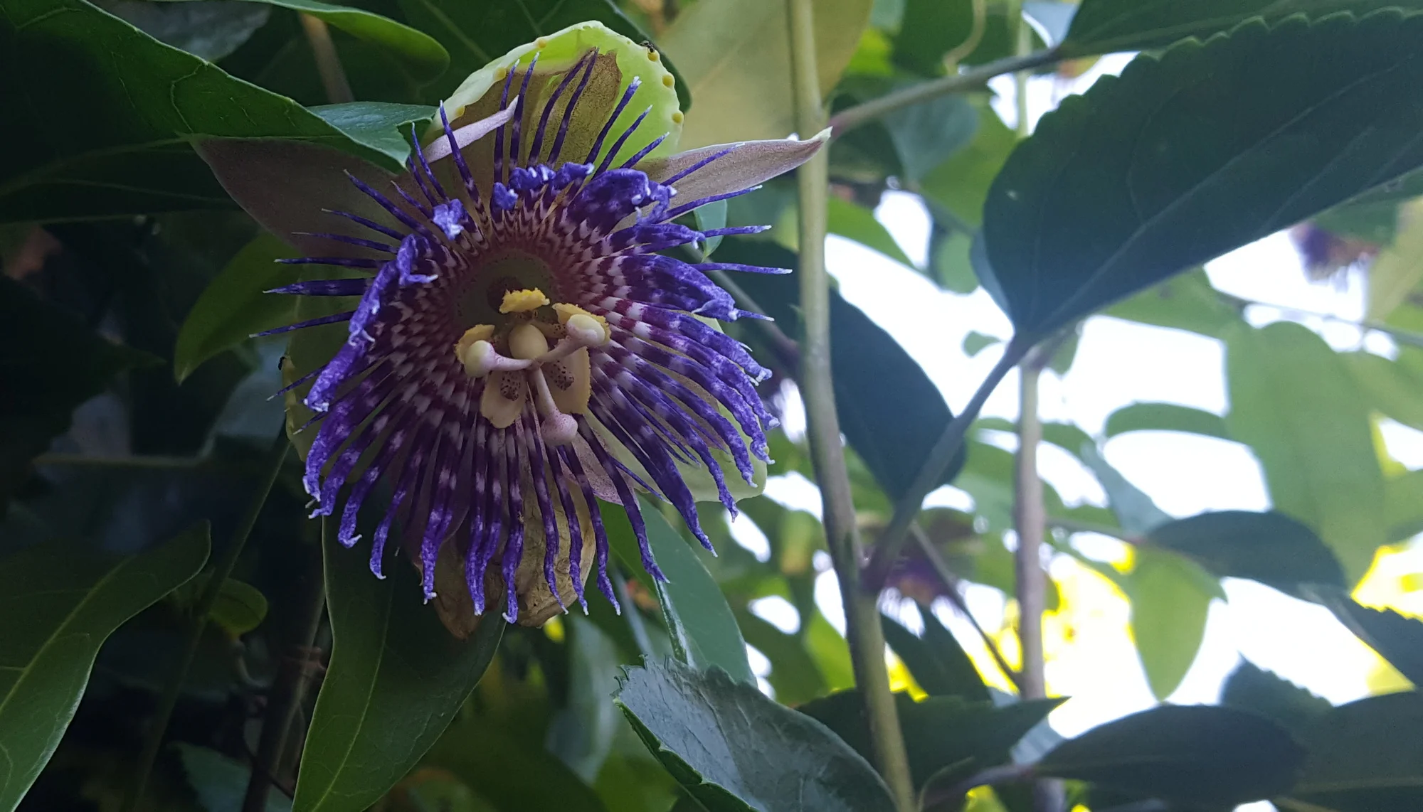 Passiflora laurifolia