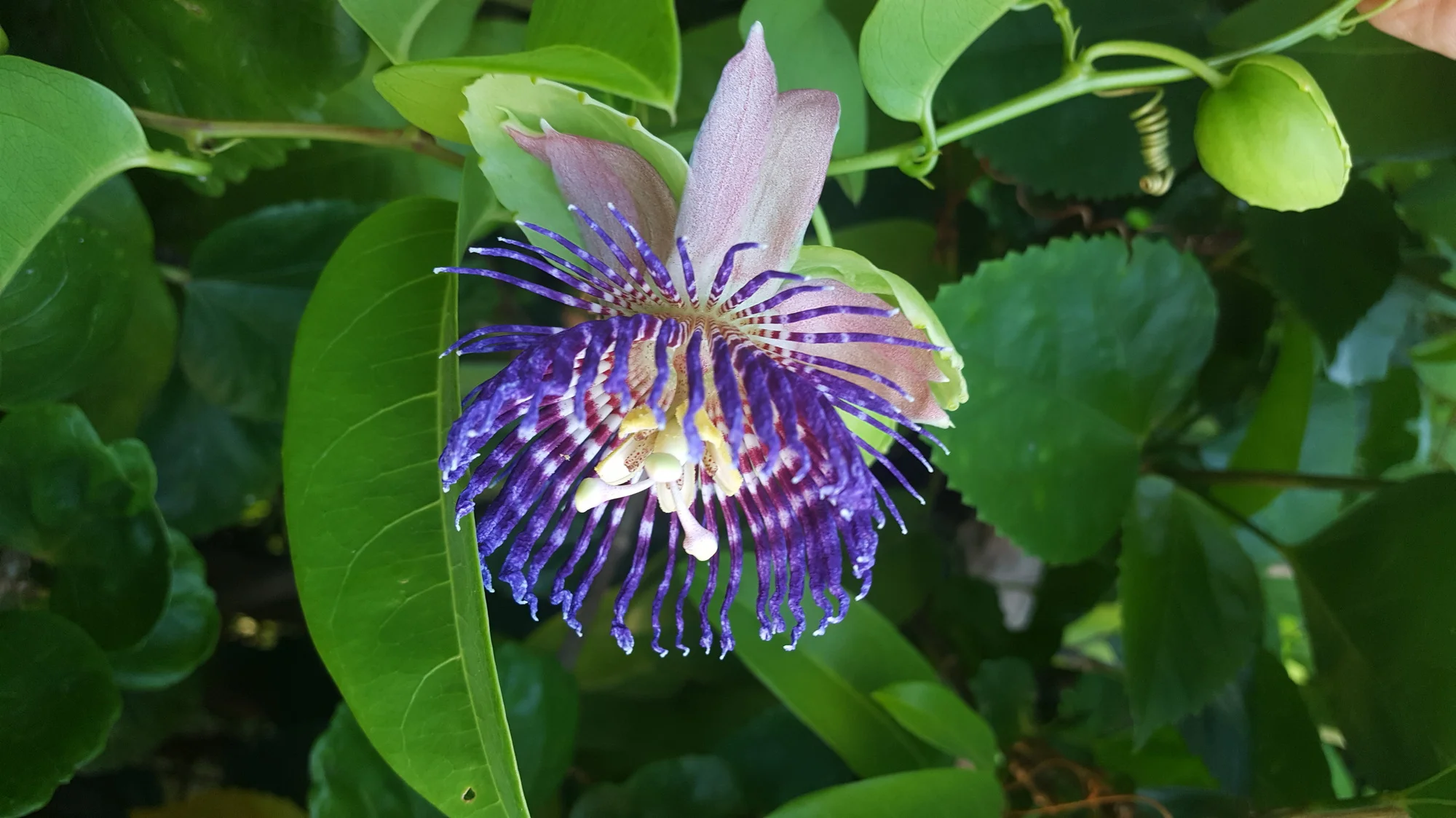 Passiflora laurifolia