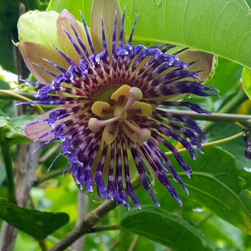 Passiflora maliformis