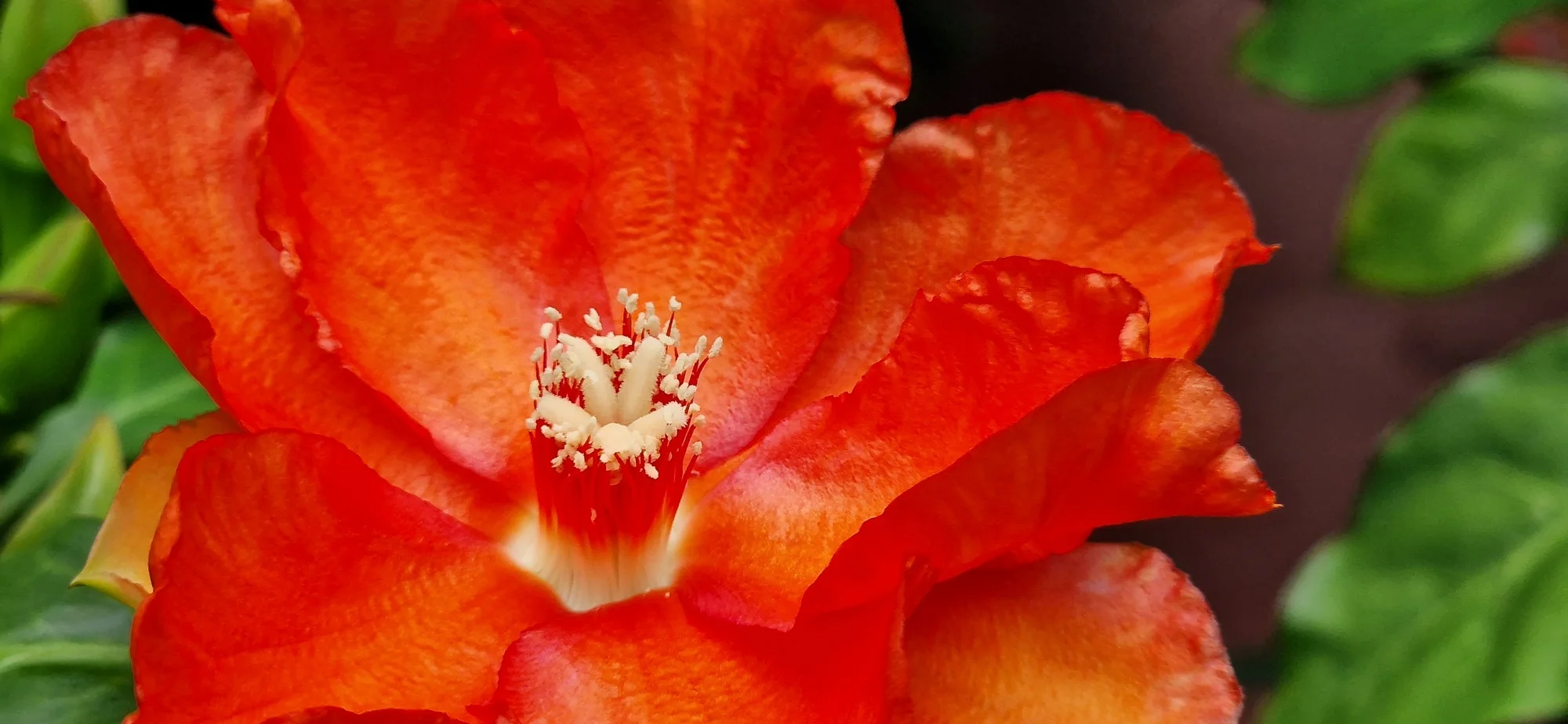 Pereskia bleo