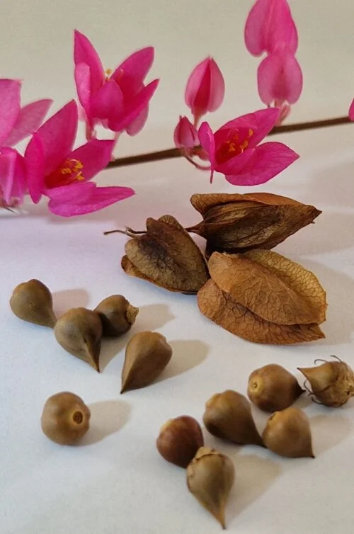 graines d'antigonon leptopus